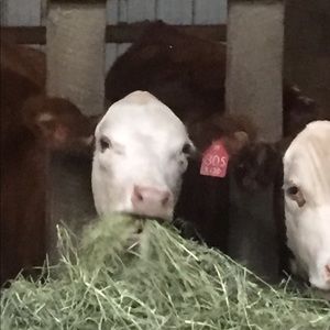 Meet your Posher, Charles